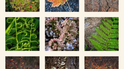 Visual Meditations in Nature I by Glenn Scott Egli, Digital Color Photography, Nonatych, 11 x 11 inches