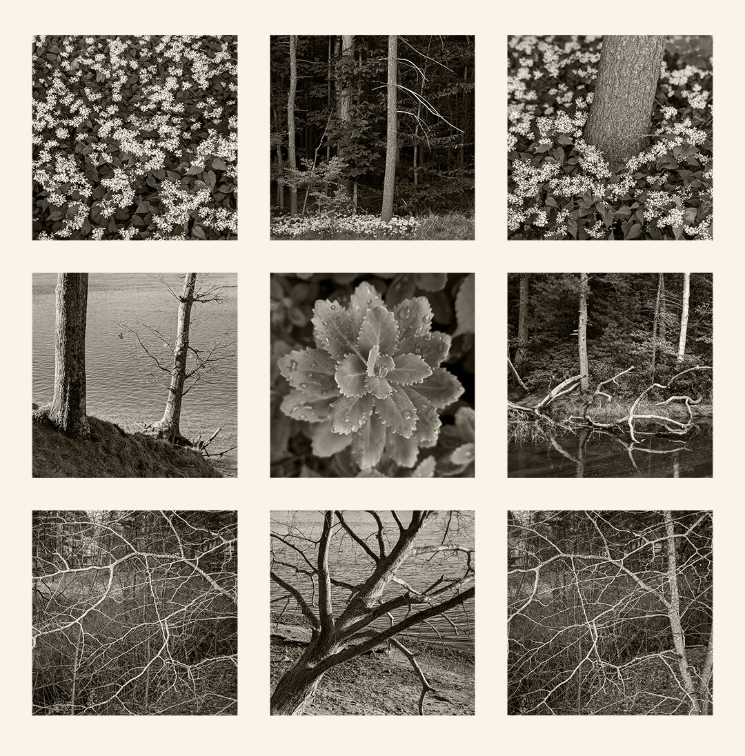 Visual Meditations in Nature I by Glenn Scott Egli, Digital Color Photography, Nonatych, 11 x 11 inches