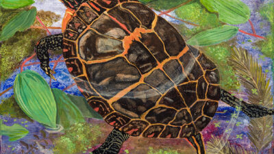 “Painted Turtles” by Melissa Guillet from “One Shared Earth,” Acrylic, 12 x 12 inches