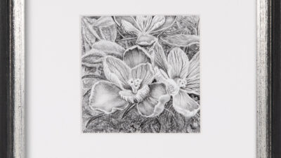 Karen M.A. Renna, Croci-Pushing Through the Thatch, Graphite on paper, 5 x 5 inches