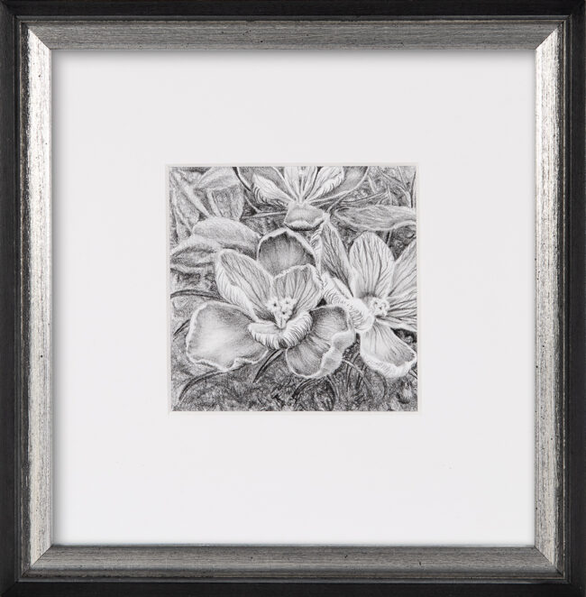 Karen M.A. Renna, Croci-Pushing Through the Thatch, Graphite on paper, 5 x 5 inches