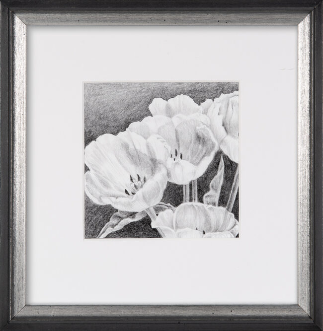 Karen M.A. Renna, Tulips-Grace against the Wind, Graphite on paper, 6 x 6 inches
