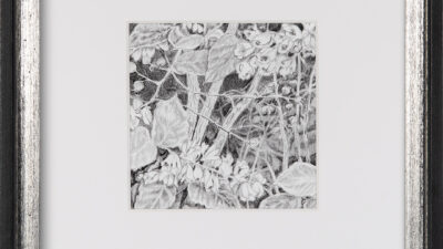 Karen M.A. Renna, Deutzia-Tiny blooms for Bees, Graphite on paper, 5 x 5 inches