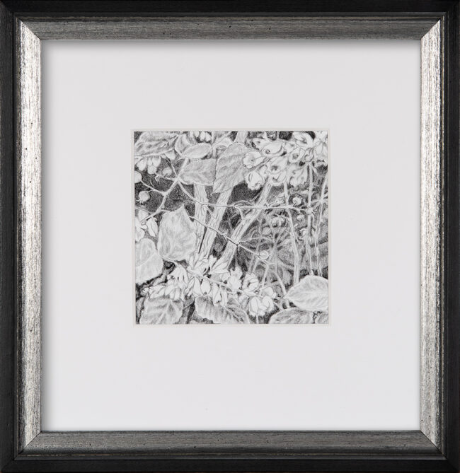Karen M.A. Renna, Deutzia-Tiny blooms for Bees, Graphite on paper, 5 x 5 inches